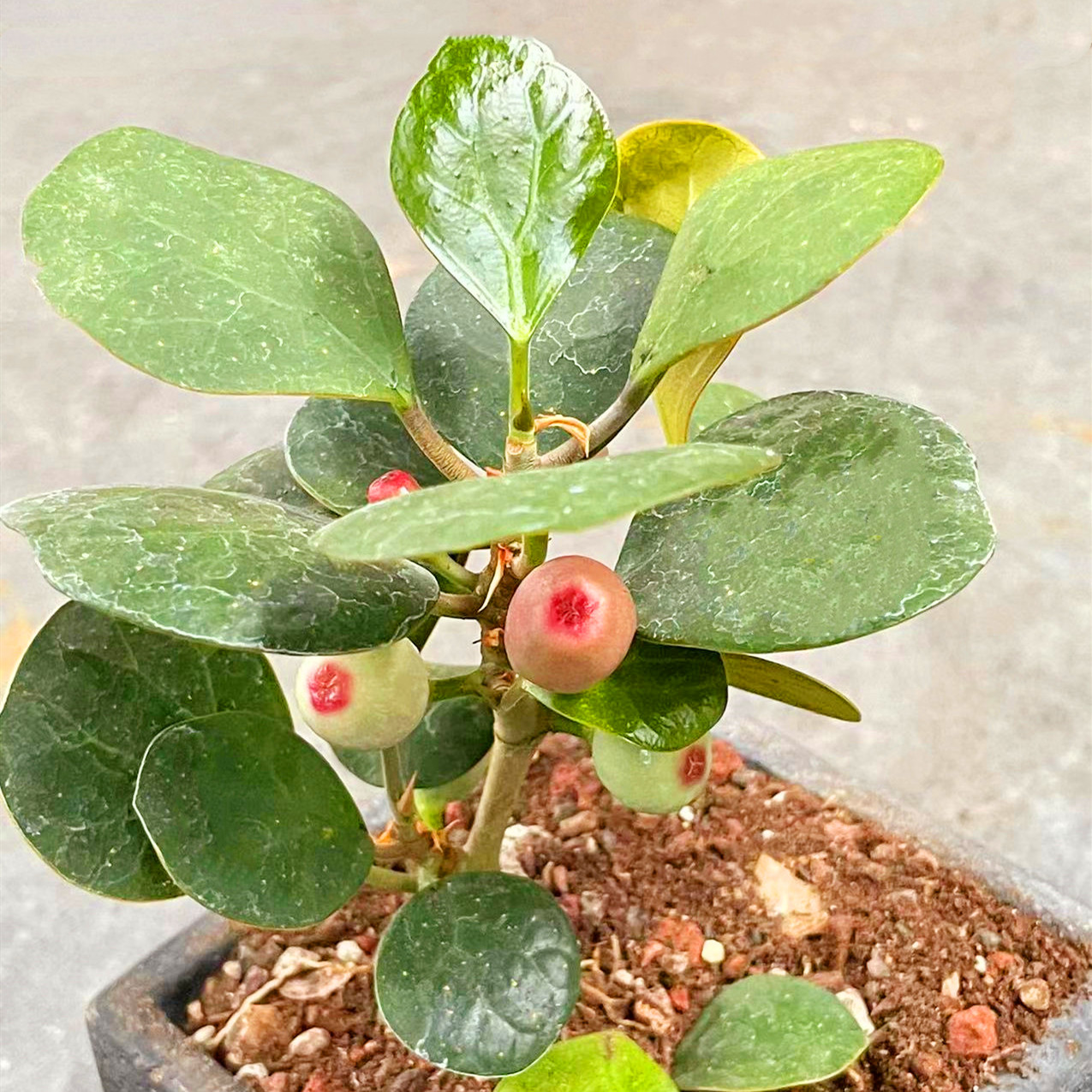 小盼菩提植物 办公室内桌面中式摆件 智慧树禅意盆栽修心花卉老桩