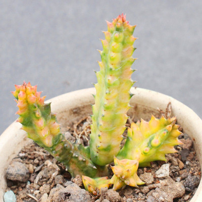 犀牛锦稀缺变异自然锦多肉植物