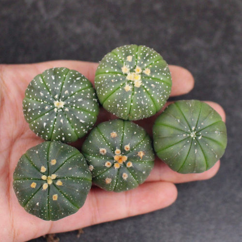 星兜多肉植物小盆栽办公室仙人球