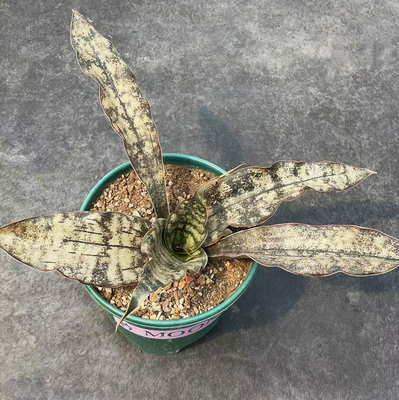 原色枯叶虎皮兰泰国庭院大型花卉