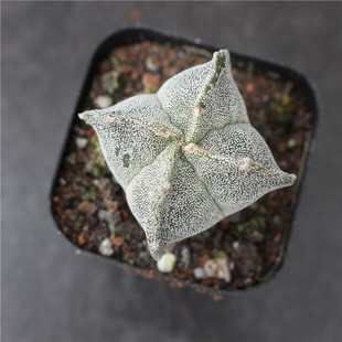 实生 五角白沙鸾凤玉多肉植物组合小盆栽 仙人球拼盘星球四角琉璃