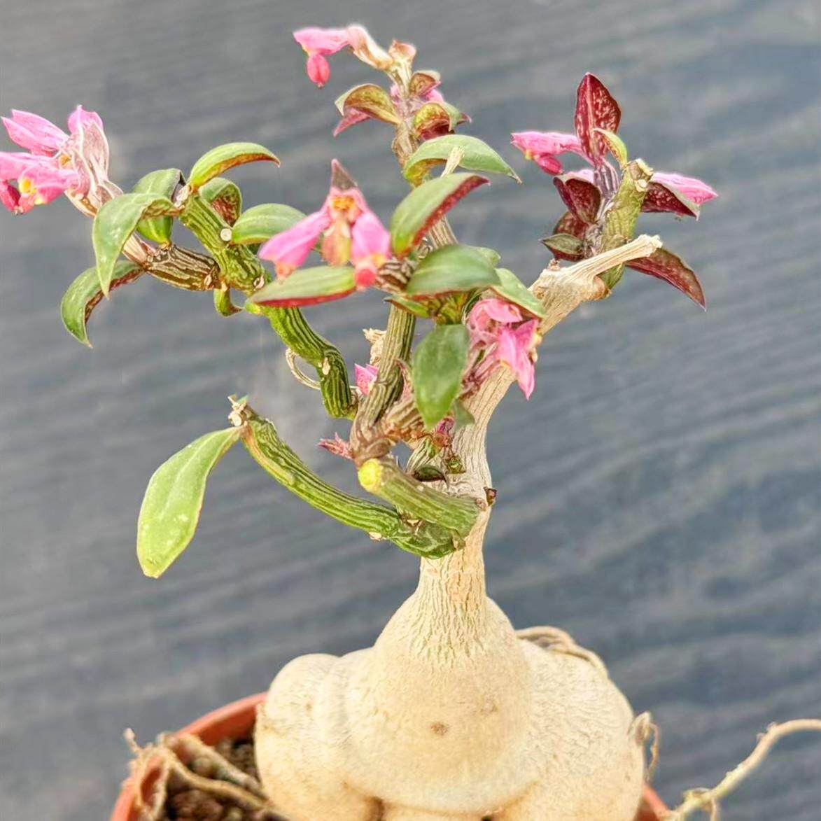 人参大戟块根植物 创意办公室小盆栽 开花实生绿植大戟科老桩花卉