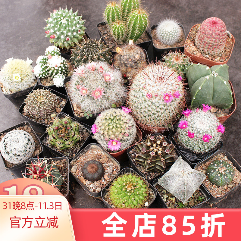 实生仙人球 籽播好养多肉植物小盆栽 防辐射花卉套餐新手桌面绿植