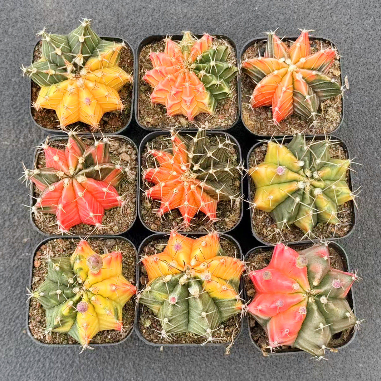 实生牡丹锦仙人球 绯牡丹自然锦花卉盆栽 桌面植物仙人掌一物一拍