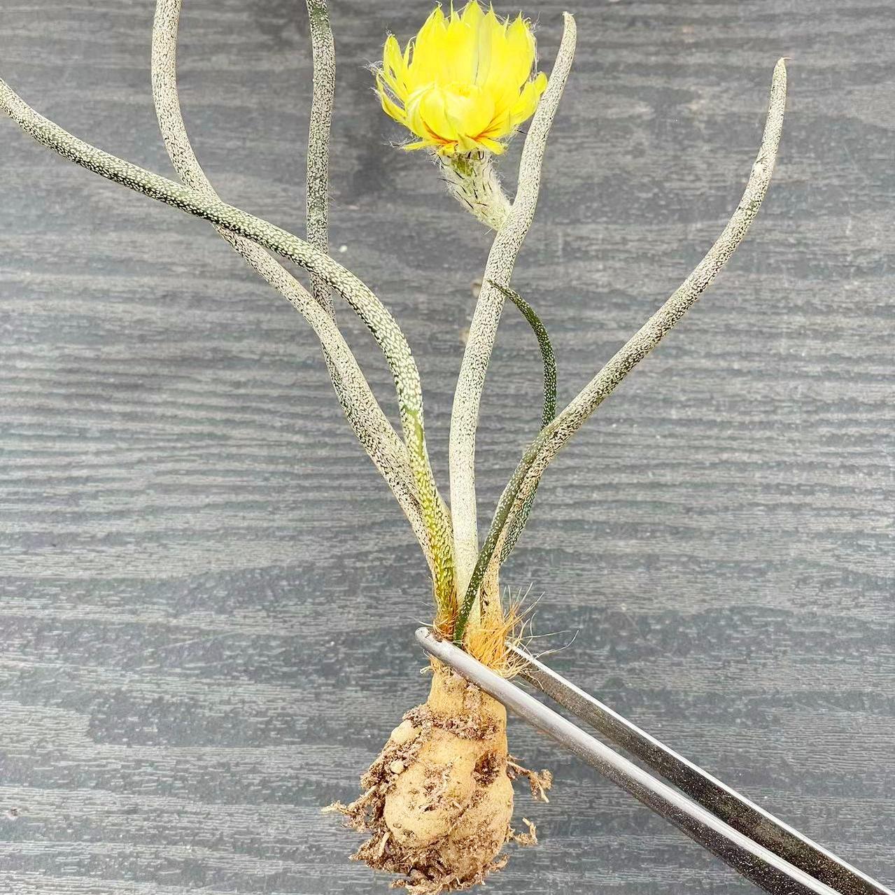 籽播美杜莎仙人球块根稀缺品种