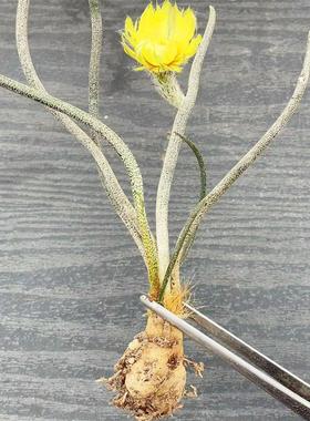 籽播美杜莎仙人球 caput-medusae块根植物稀缺品种开花进口小盆栽