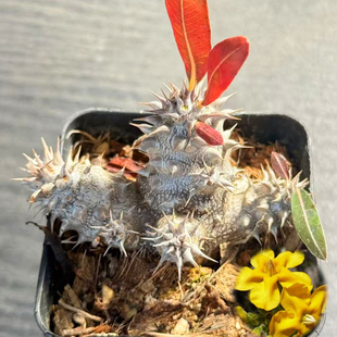 实生西巴女王块根植物老桩盆栽 Pachypodium densiflorum群生花卉