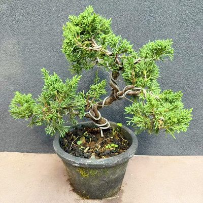 矮霸济州真柏树老桩造型盆栽植物