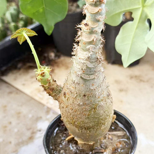 佛肚海棠块根植物会开红花多肉