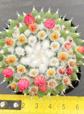 实生雪糕仙人球办公室花卉盆栽