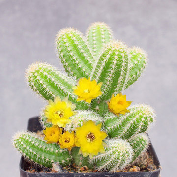 白檀多肉植物多少钱 白檀多肉植物优惠券 爱美