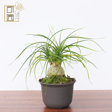 酒瓶兰绿植组合小盆栽 办公室内创意象腿树 观叶桌面植物新手套餐