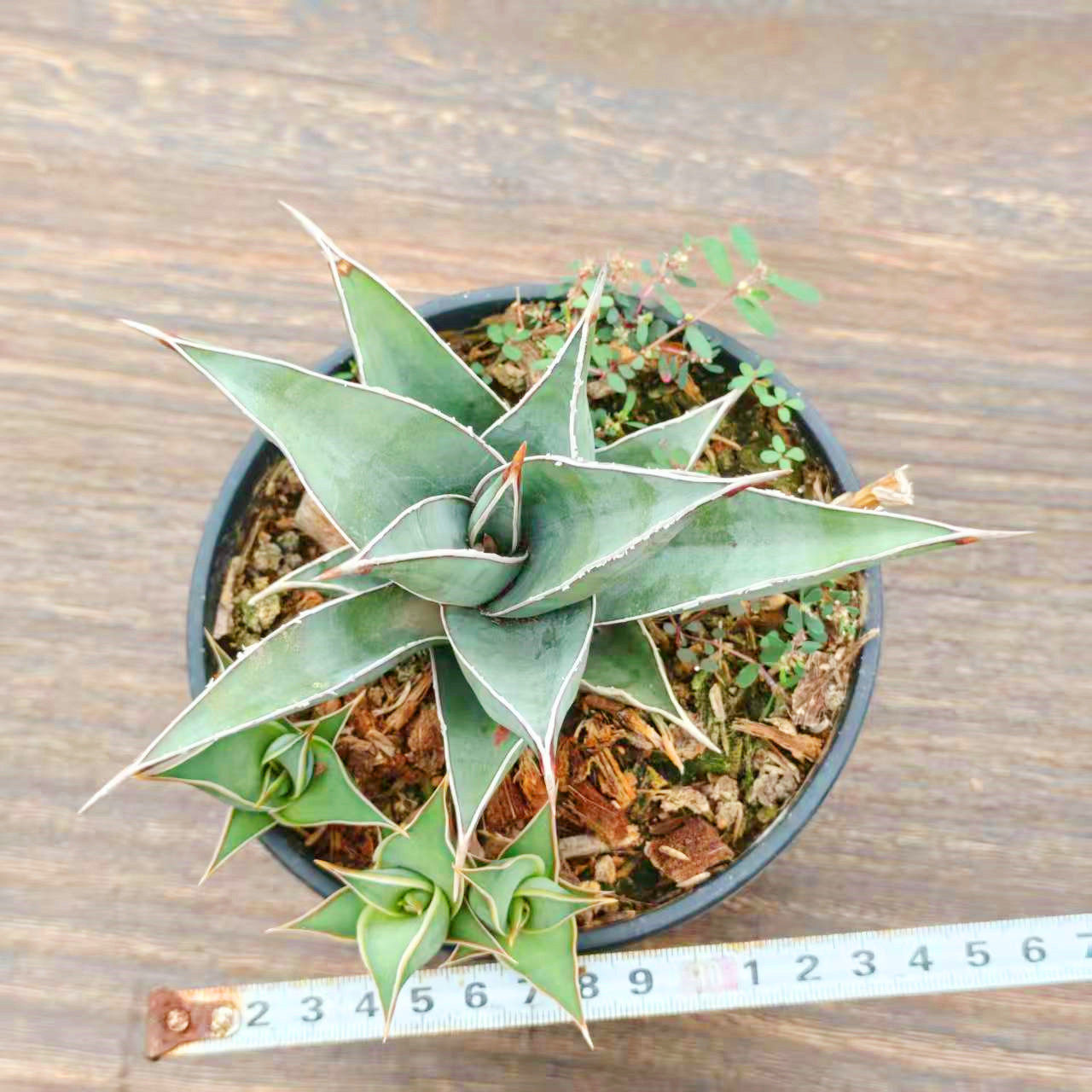 步行者群生硬叶泰系虎尾兰盆栽