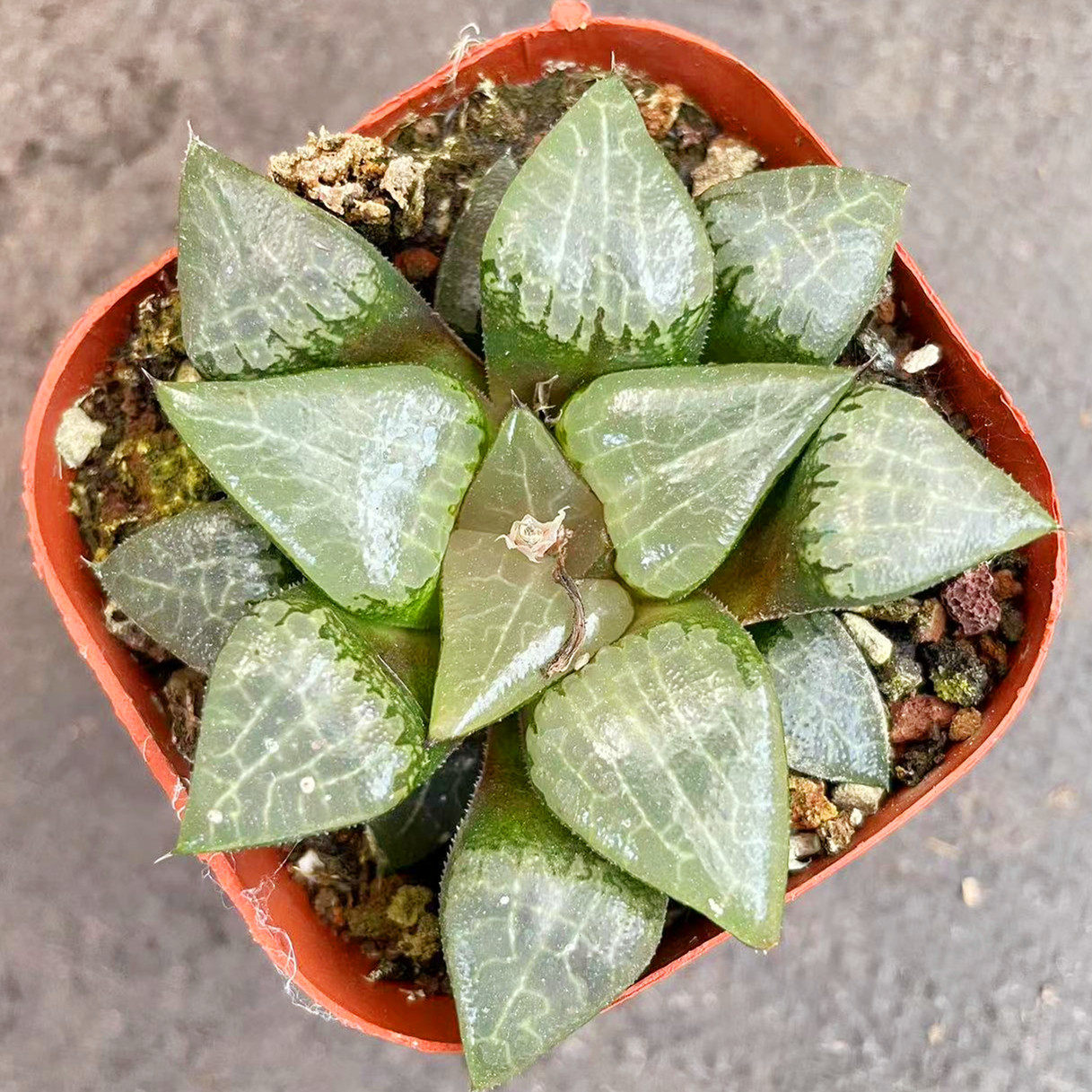 冰河寿 百合科十二卷属多肉植物 阳台散光好养花卉创意盆栽玉露