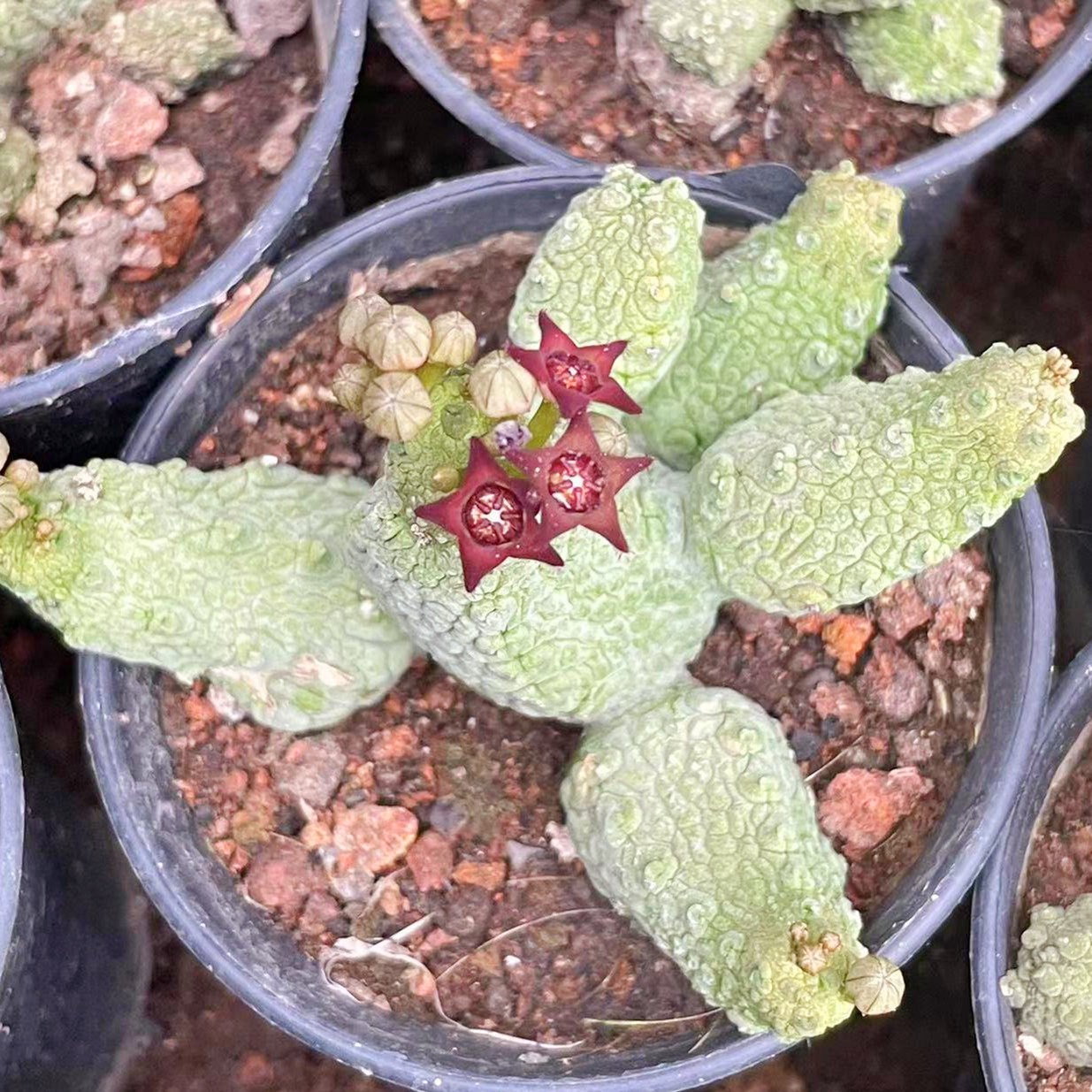 蛇蹄玉caput-viperae植物花卉