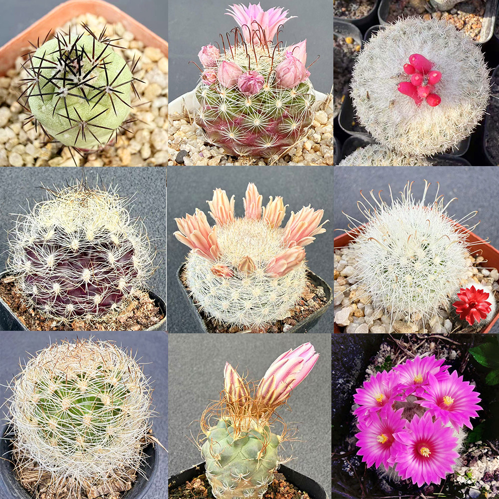 仙人球组合可爱桌面小盆栽花卉稀有进口植物高端实生精品一物一拍