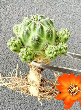 橙红宝山仙人球耐旱开花植物摆件