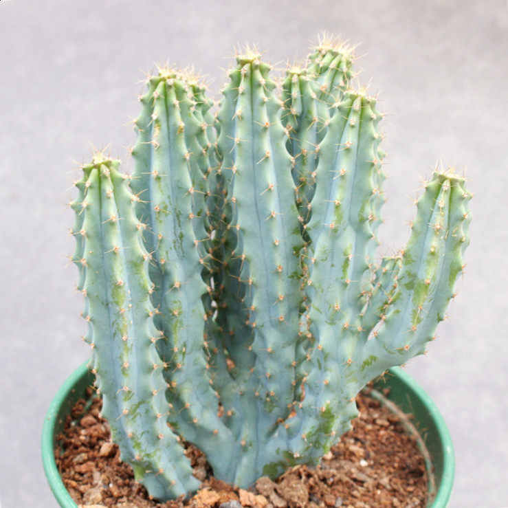 群生泰龙木仙人柱桌面盆栽植物