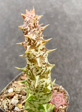 金龙角多肉植物萝藦科软毛无刺会开花办公室桌面小盆栽好养活绿植