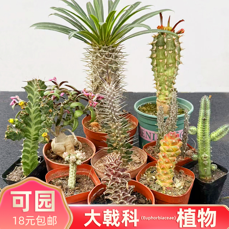 大戟科多肉植物组合盆栽好养花卉