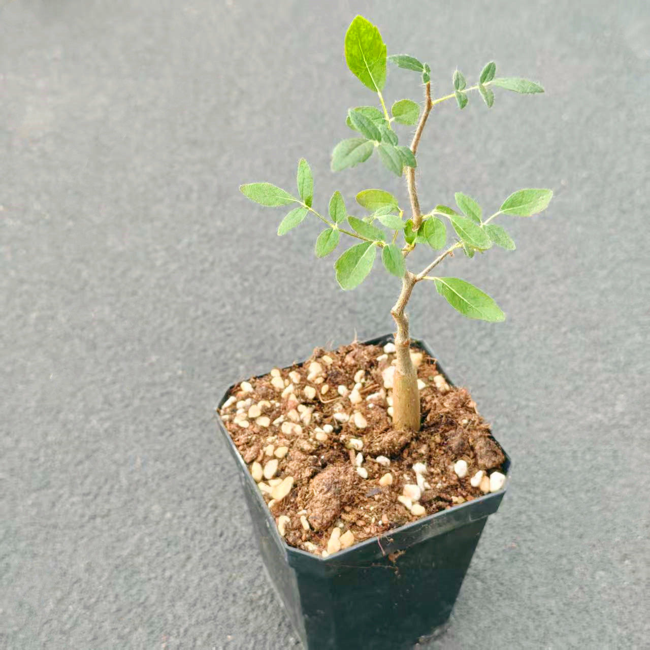 滔天橄榄块根植物 实生怪兽没药造型小盆栽Commiphora monstruosa - 实物图