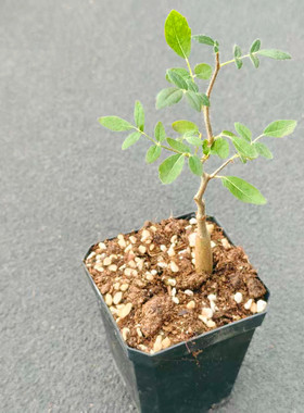 滔天橄榄块根植物 实生怪兽没药造型小盆栽Commiphora monstruosa