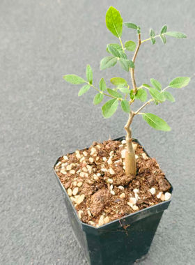 滔天橄榄块根植物造型小盆栽