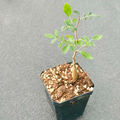 滔天橄榄块根植物造型小盆栽