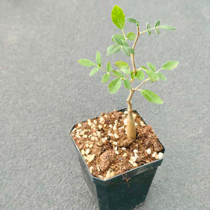 滔天橄榄块根植物 实生怪兽没药造型小盆栽Commiphora monstruosa
