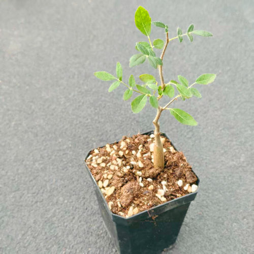 滔天橄榄块根植物造型小盆栽