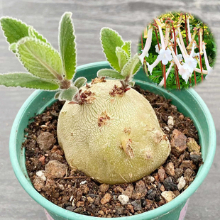 白花断崖女王块根植物盆栽 白香岩桌面绿植Sinningia leucotricha