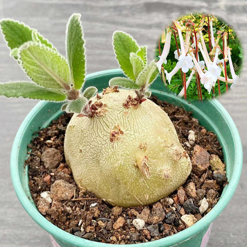 白花断崖女王块根植物盆绿植