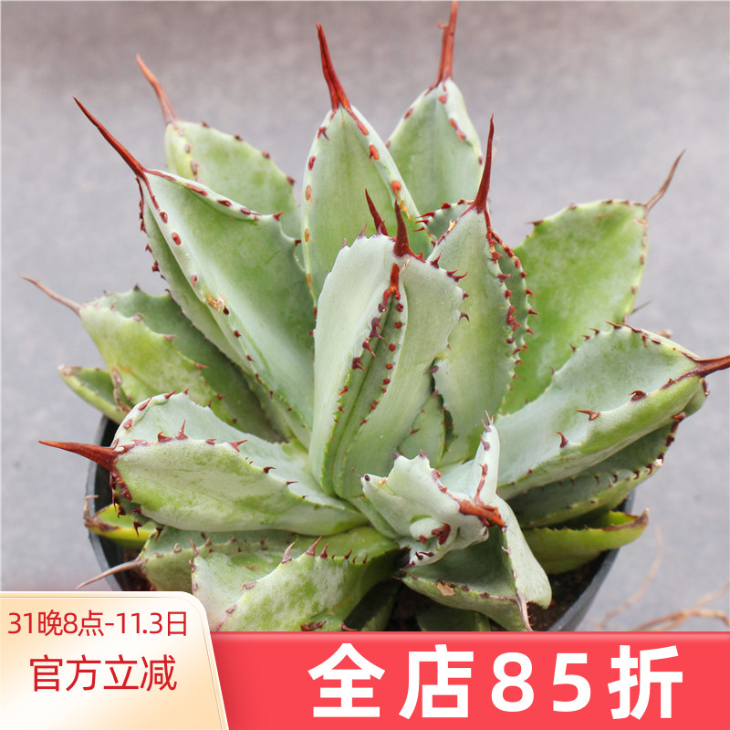 叶公好龙造句子_叶公好龙造句怎么造句_叶公好龙造句