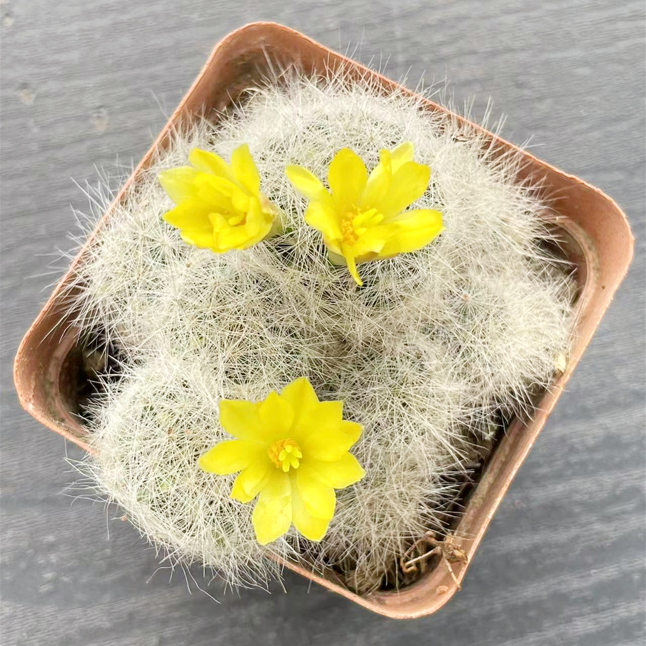 实生芳香丸仙人球植物小盆栽