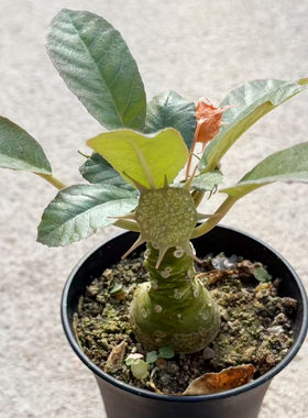 琉桑块根植物椰子树老桩盆栽花卉