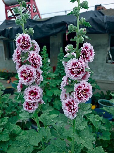 现货重瓣蜀葵花苗桃子与梦多花色好养多年生庭院花卉盆栽