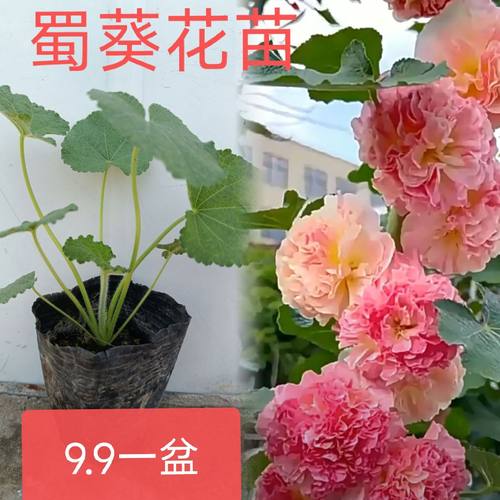 重瓣蜀葵花苗桃子与梦好养宿根多年生庭院别墅绿化花卉盆栽绿植