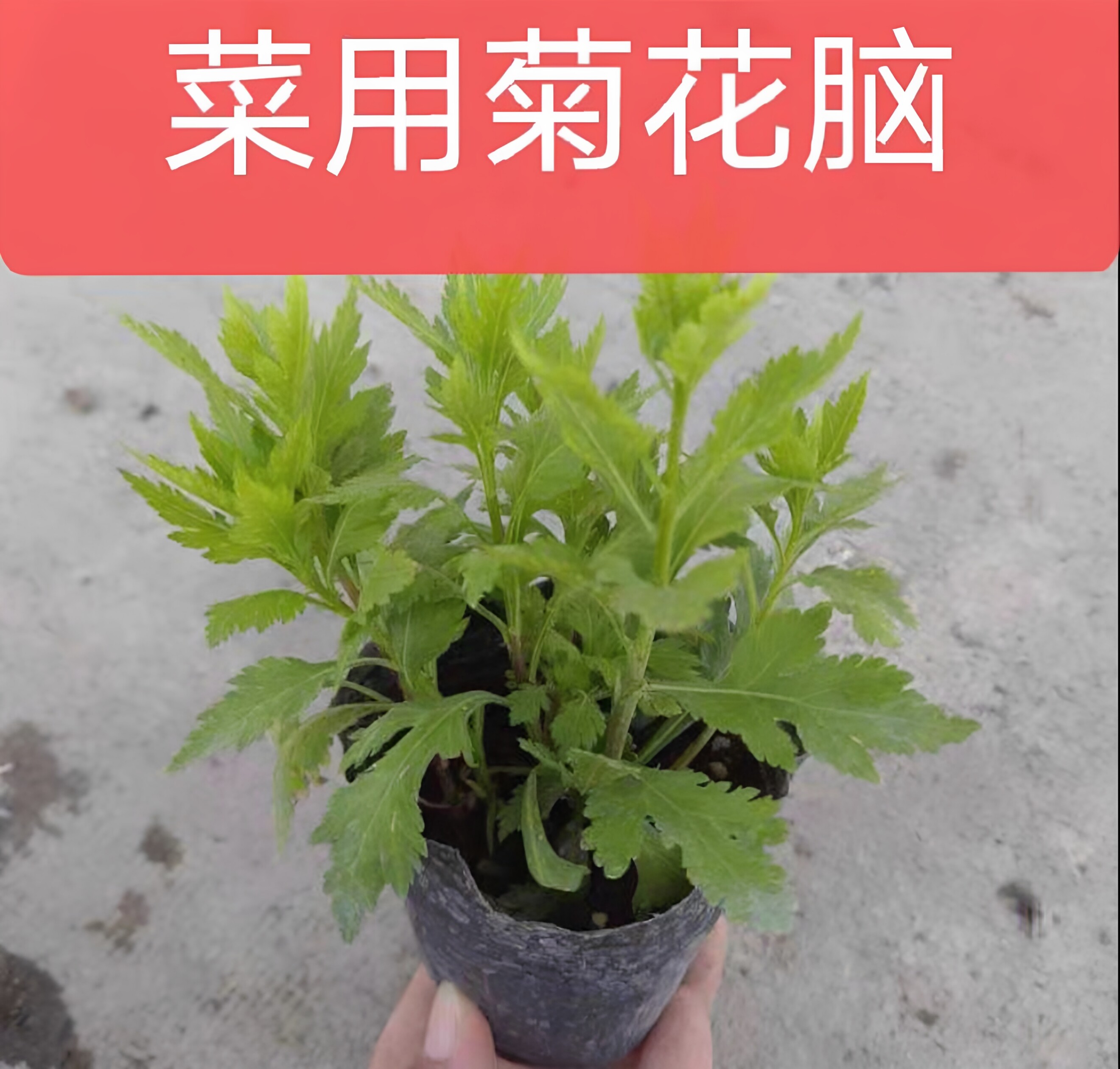 清热南京特产蔬菜苗菊花脑苗食用蔬菜盆栽大叶菊花根苗四季阳台种