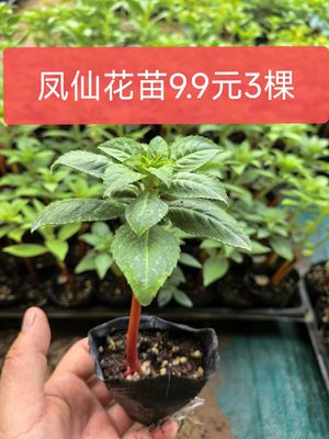 中国凤仙花小苗学生观察科学实验小桃红海娜花驱蛇染指甲夏天花卉