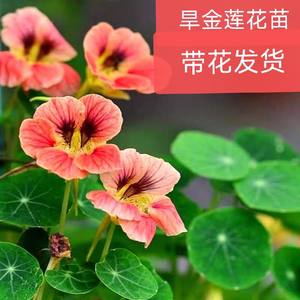 四季开花旱金莲花苗进口品种多色可选阳台窗台花卉绿植盆栽