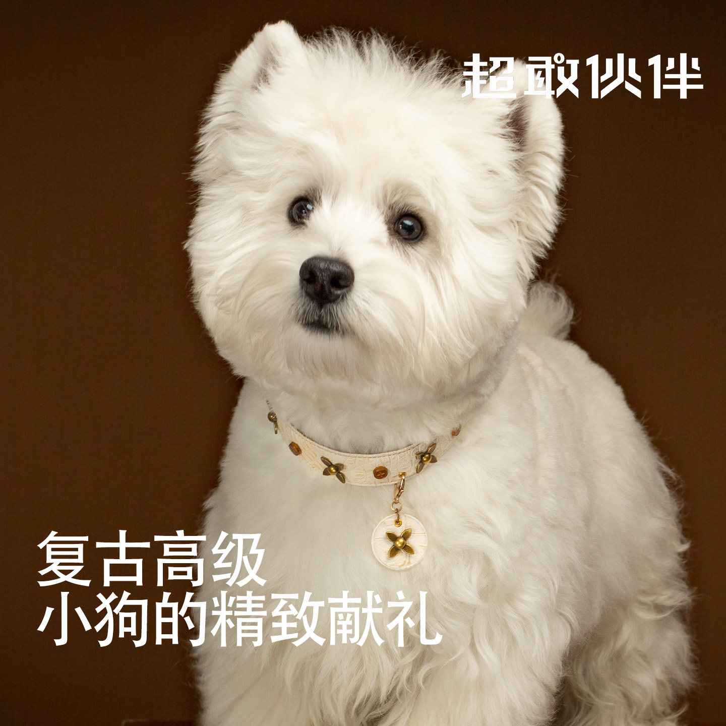 原创设计猫狗同款宝相花