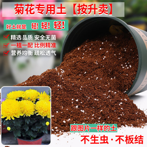 菊花专用土营养土轻质疏松透气