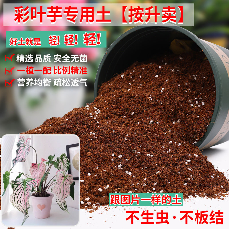 彩叶芋专用土营养土轻质疏松透气图片