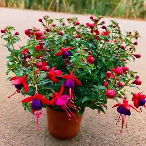 倒挂金钟盆栽带花苞宝莲灯花盆栽带花苞倒挂金钟花籽海棠四季