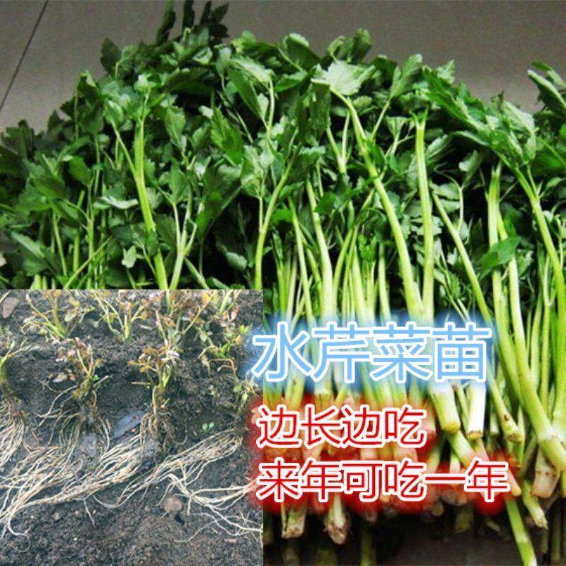 水芹菜苗秧苗水芹苗芹菜苗四季阳台盆栽庭院种植蔬菜苗水芹菜种子