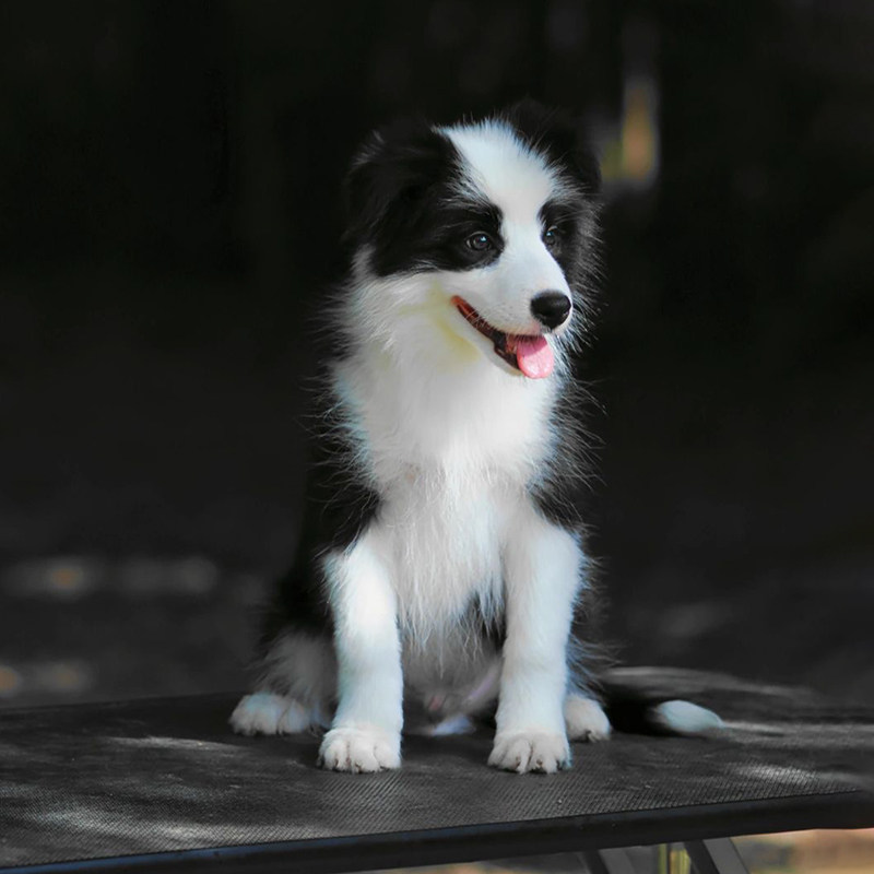 纯种边牧幼犬陨石边牧宠物狗活体边境牧羊犬幼崽赛级血统高智商