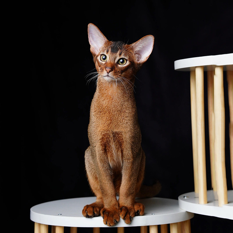 纯种阿比西尼亚猫幼猫红褐色原始色蓝色赛级血统宠物猫咪索马里