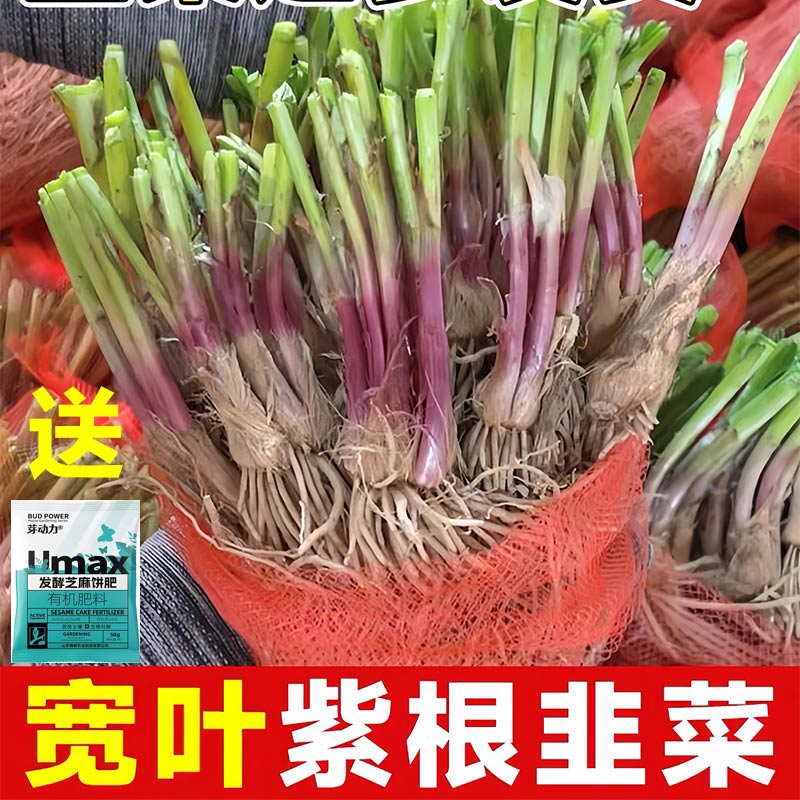 韭菜根苗现挖小大宽叶紫根韭菜种子红四季带土老品种阳台山东寿光