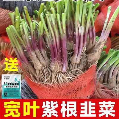 韭菜根苗现挖小大宽叶紫根韭菜种子红四季带土老品种阳台山东寿光