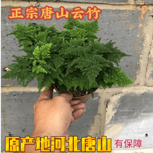唐山矮生云竹球净化空气含盆摆件